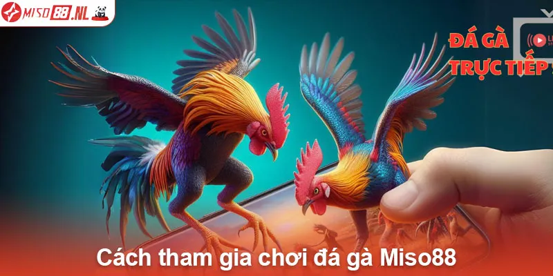 Cách tham gia chơi đá gà Miso88