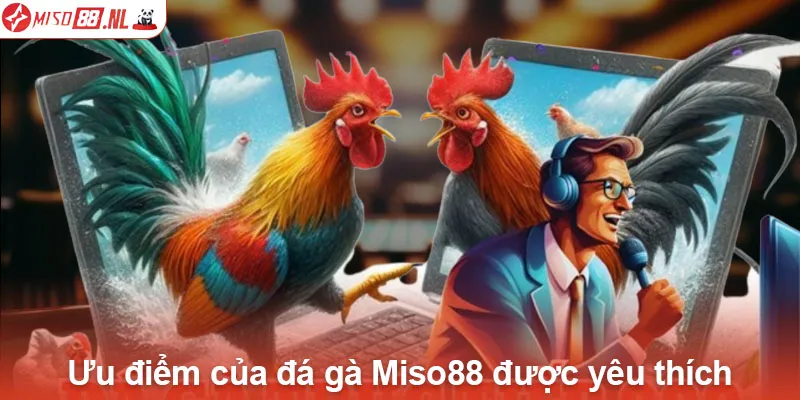 Ưu điểm của đá gà Miso88 được yêu thích