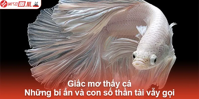 Mơ thấy cá