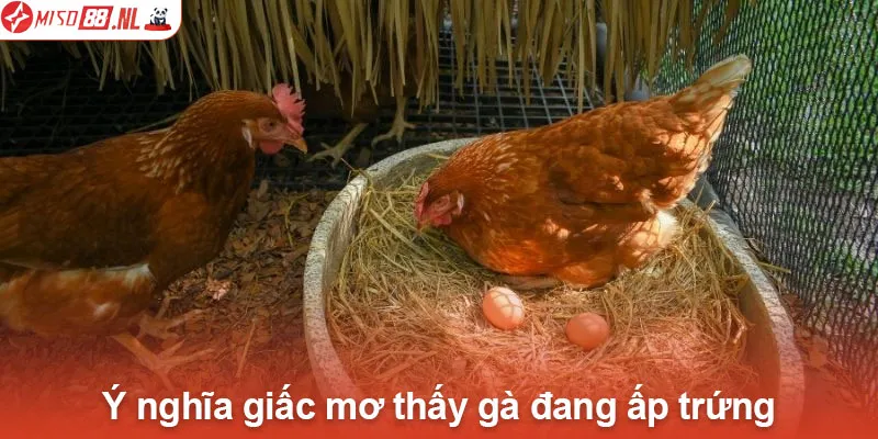 Ý nghĩa giấc mơ thấy gà đang ấp trứng